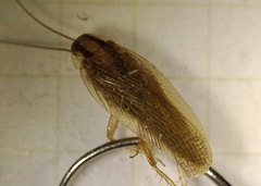 Blattella germanica