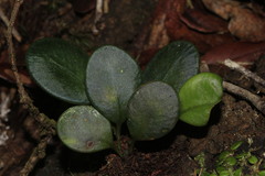 Elaphoglossum