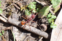 Myrmecia nigriscapa