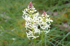 Stackhousia