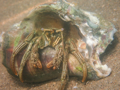 Clibanarius vittatus