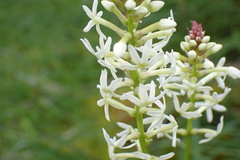 Stackhousia
