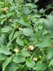 Euonymus europaeus