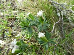 Pimelea congesta