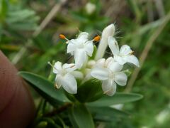 Pimelea congesta