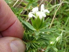 Pimelea congesta