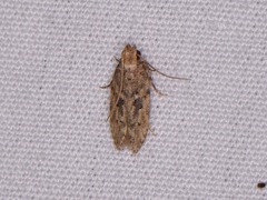 Hypatima