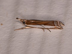 Crambus quinquareatus