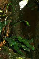 Elaphoglossum