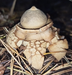 Geastrum triplex