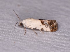 Ponometia phecolisca