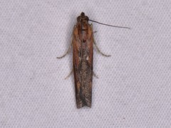 Elasmopalpus lignosella