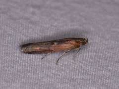 Elasmopalpus lignosella