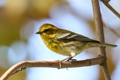 Setophaga townsendi