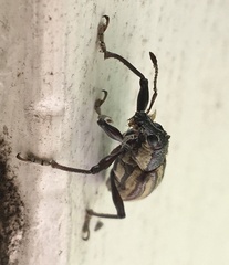 Diaprepes abbreviatus