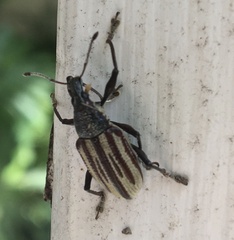 Diaprepes abbreviatus