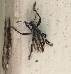 Diaprepes abbreviatus