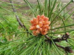 Pinus
