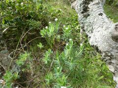 Pimelea congesta