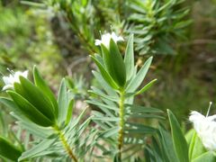 Pimelea congesta