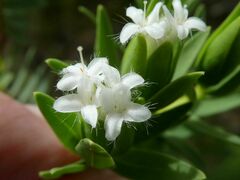 Pimelea congesta