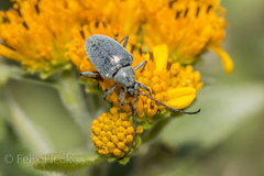 Tomentgaurotes batesi