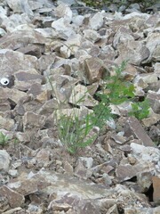 Elymus sibiricus