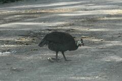 Numida meleagris domesticus