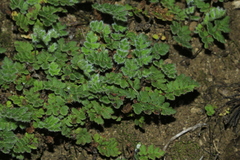 Cheilanthes nudiuscula