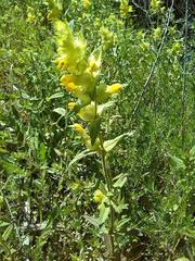 Rhinanthus alectorolophus