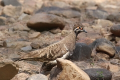 Geophaps scripta peninsulae