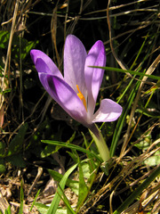 Crocus neglectus