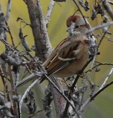 Spizelloides arborea