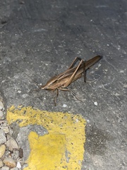 Neoconocephalus triops