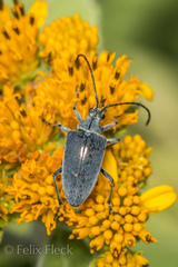 Tomentgaurotes batesi