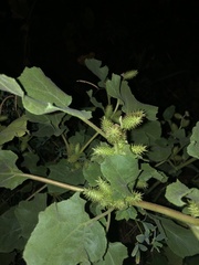 Xanthium strumarium