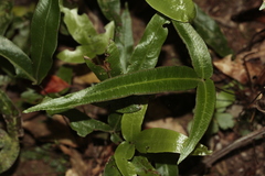 Pteris vieillardii