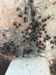 Frieseomelitta nigra