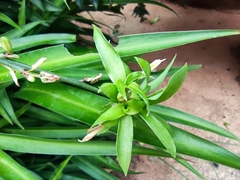 Chlorophytum comosum