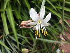 Chlorophytum comosum