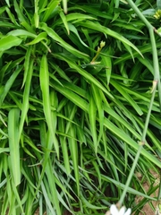 Chlorophytum comosum