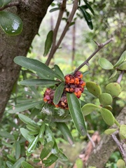 Gymnosporia polyacantha
