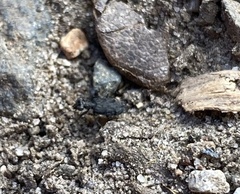 Scopodes