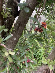 Gymnosporia polyacantha