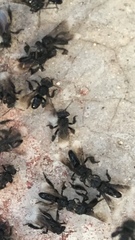 Frieseomelitta nigra