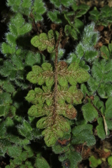 Cheilanthes nudiuscula