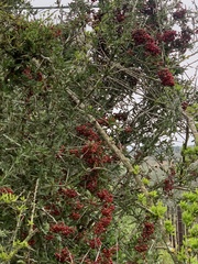 Gymnosporia polyacantha