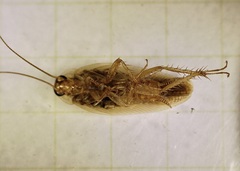 Blattella germanica
