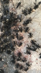 Frieseomelitta nigra