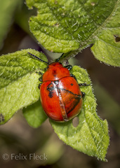 Leptinotarsa rubiginosa